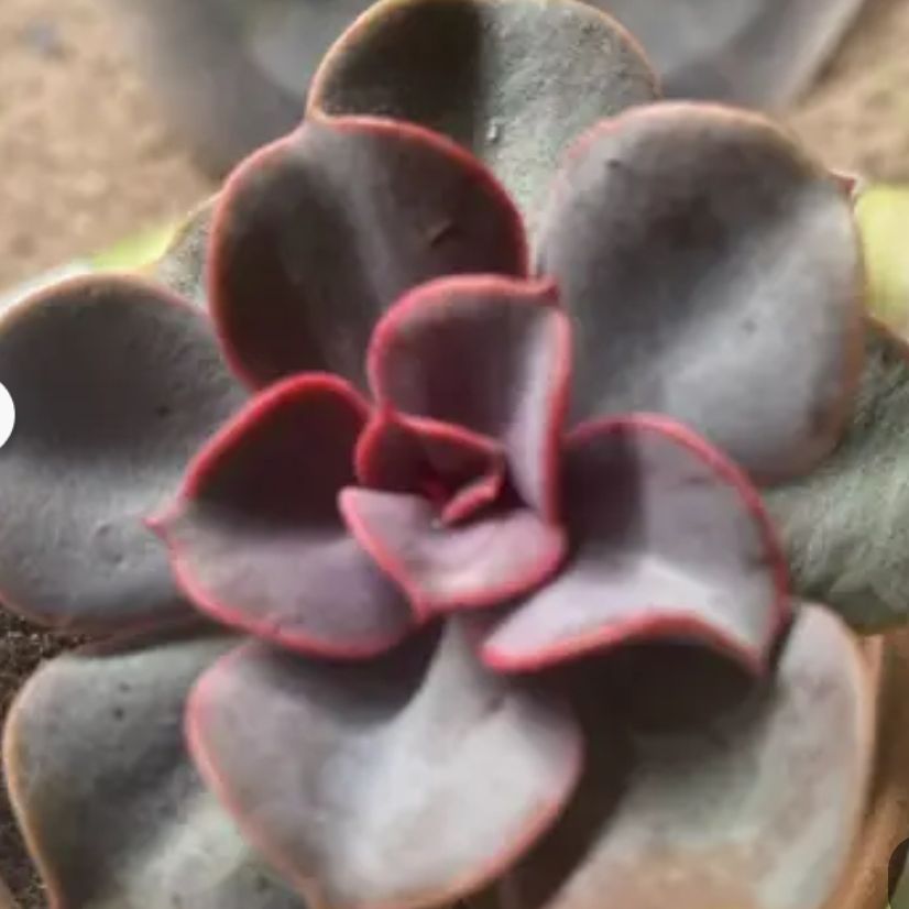 Photo of the plant species Echeveria Blue Metal by @UpfrontLambsear named Austen on Greg, the plant care app