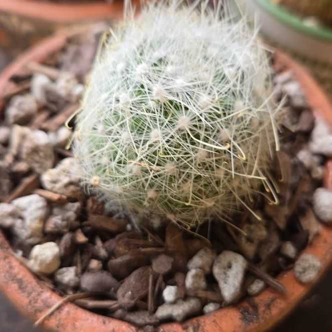 Photo of the plant species Mammillaria senilis by @LeadTreeonion named Marley on Greg, the plant care app