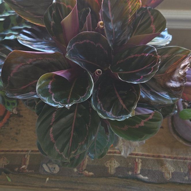 Photo of the plant species Calathea Dottie by @LeadTreeonion named Rosa on Greg, the plant care app