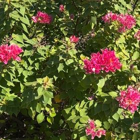 Photo of the plant species Torch Bougainvillea by @ShrewdMatgrass named Aria on Greg, the plant care app