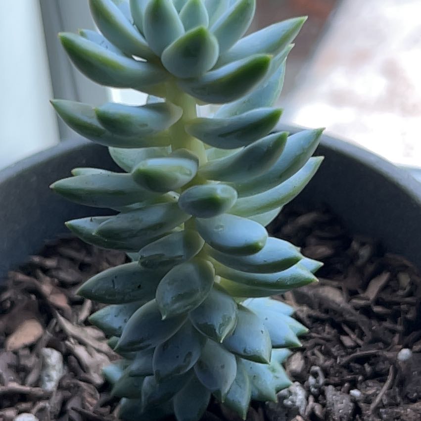 Photo of the plant species Sedum sediforme 'Turquoise Tails' by @JoysomeHardpine named Sage on Greg, the plant care app
