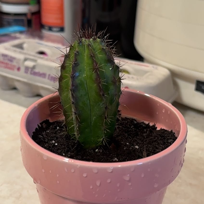Polaskia chichipe cactus in a pink pot with dark soil, background includes household items.