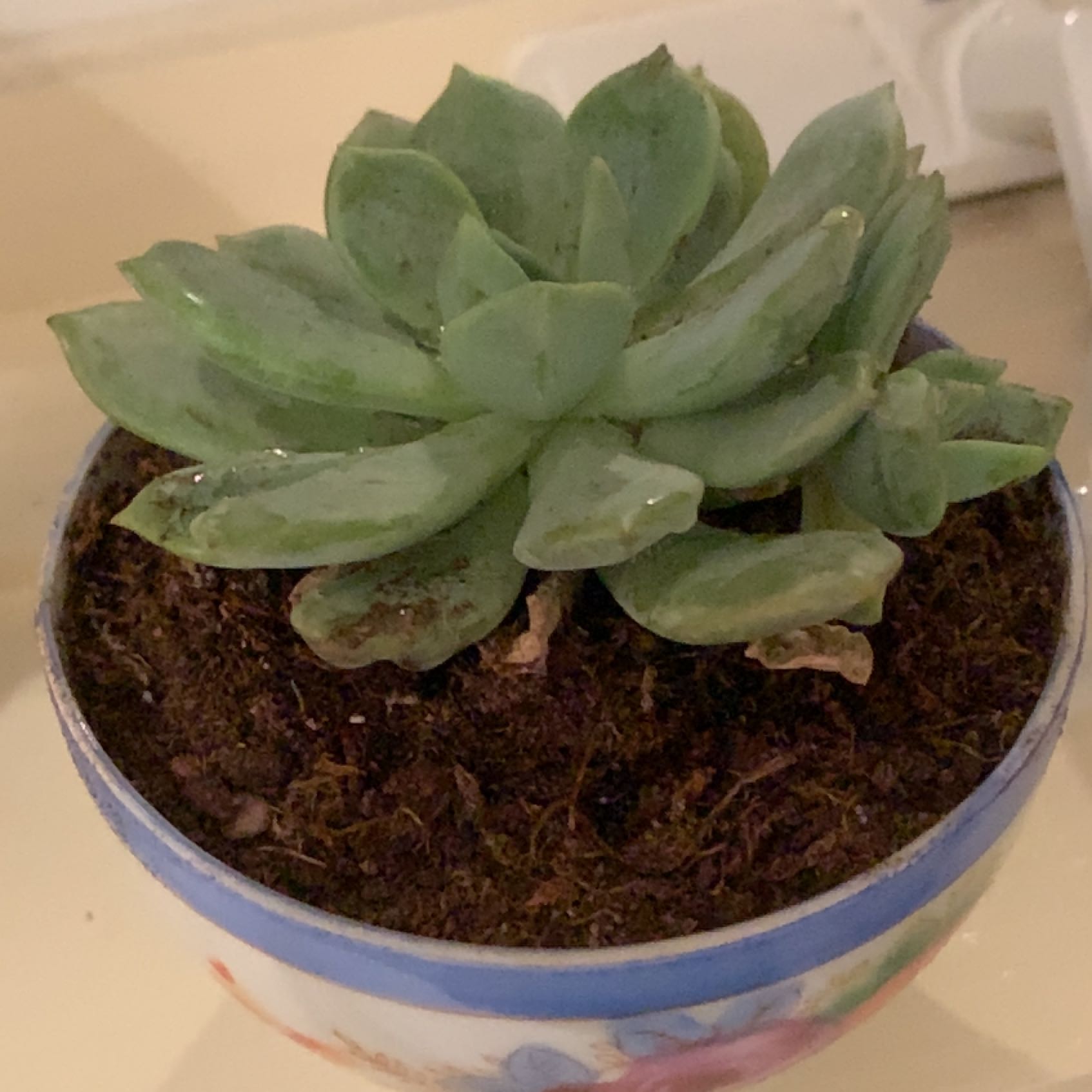 Photo of the plant species Echeveria 'Moonglow' by @DynamoBoglaurel named Bertha on Greg, the plant care app