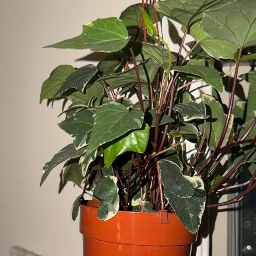 Photo of the plant species Variegated Algerian Ivy by @Yeahnosmoke named Diana on Greg, the plant care app