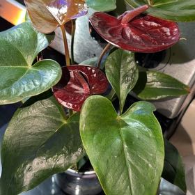 Photo of the plant species Black Anthurium by @Yeahnosmoke named Naomi on Greg, the plant care app