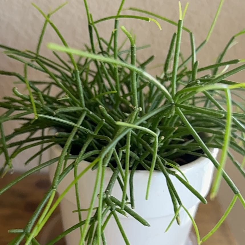 Photo of the plant species Rhipsalis baccifera by @FancyMelon named Rosa on Greg, the plant care app