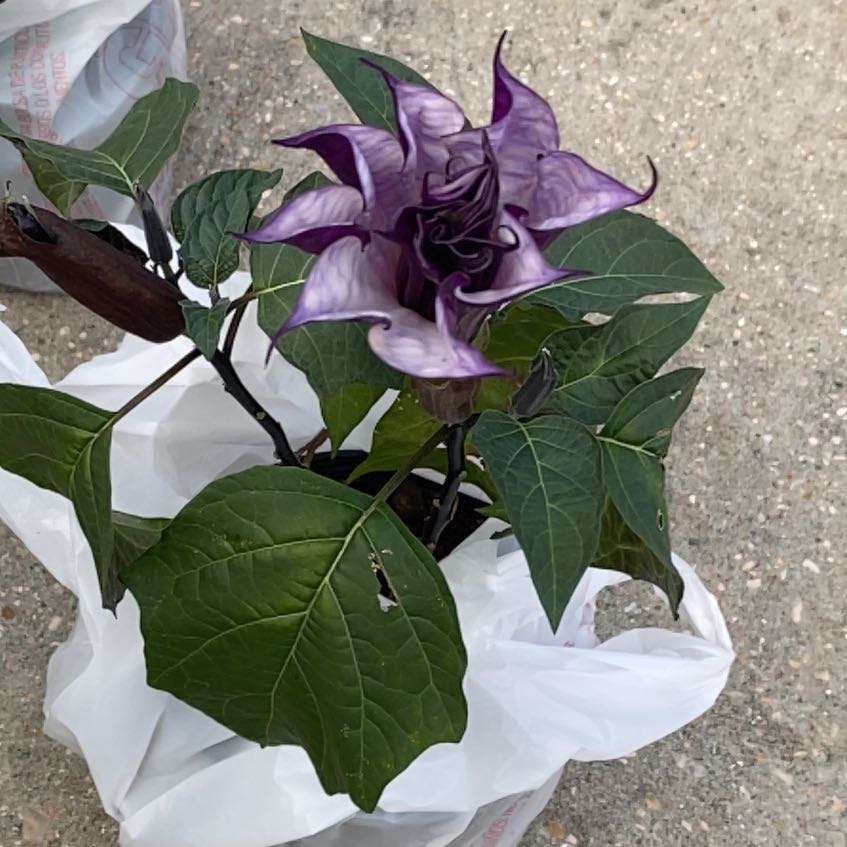 Devil's Apple plant with a prominent purple flower and green leaves in a plastic bag.