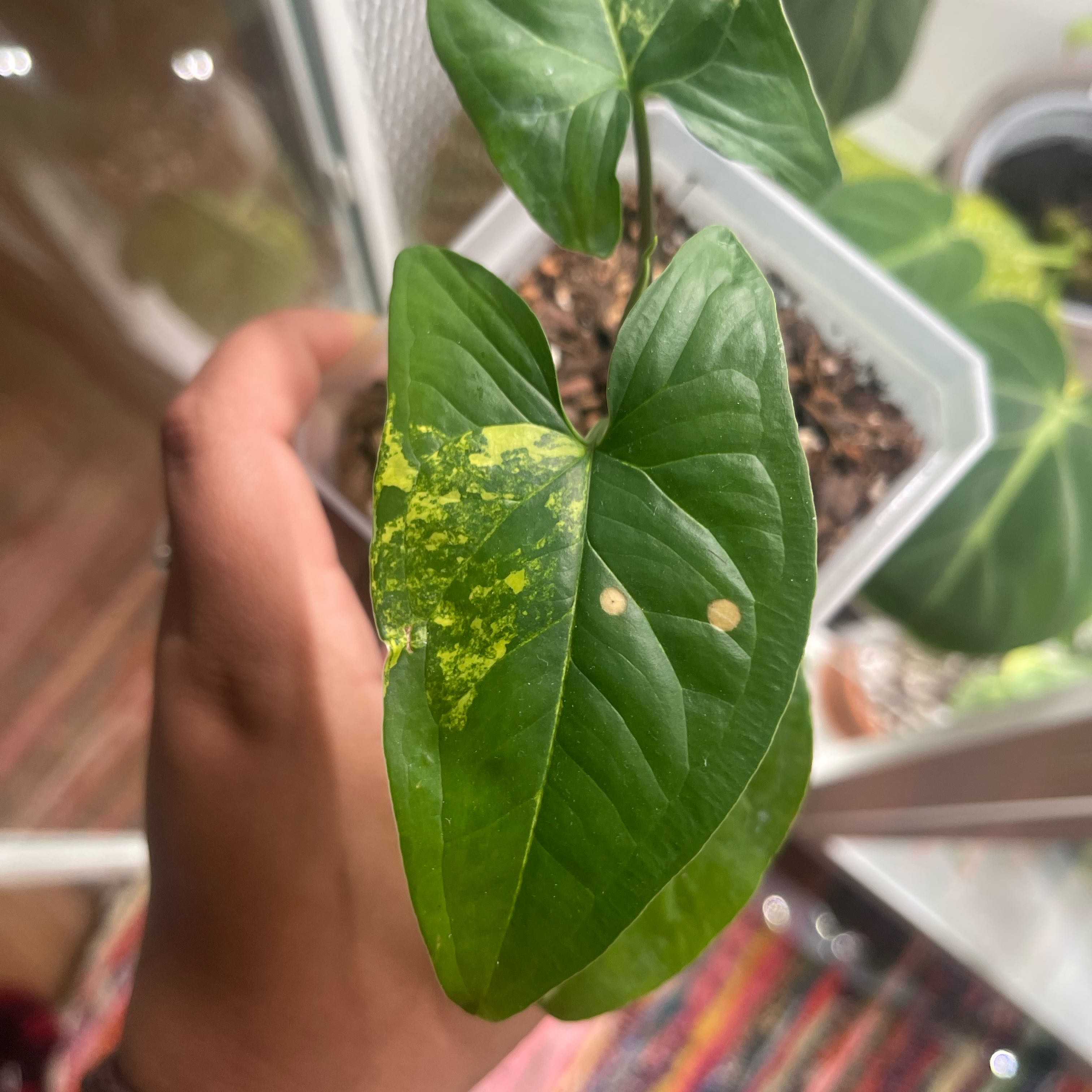 Syngonium aurea plant with yellow discoloration on a leaf, held by a hand.