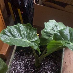 Photo of the plant species Alocasia portadora by @NourishedRuby named Queen on Greg, the plant care app
