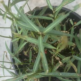 Photo of the plant species Milkweed by @BelovedSeaoxeye named Surya on Greg, the plant care app