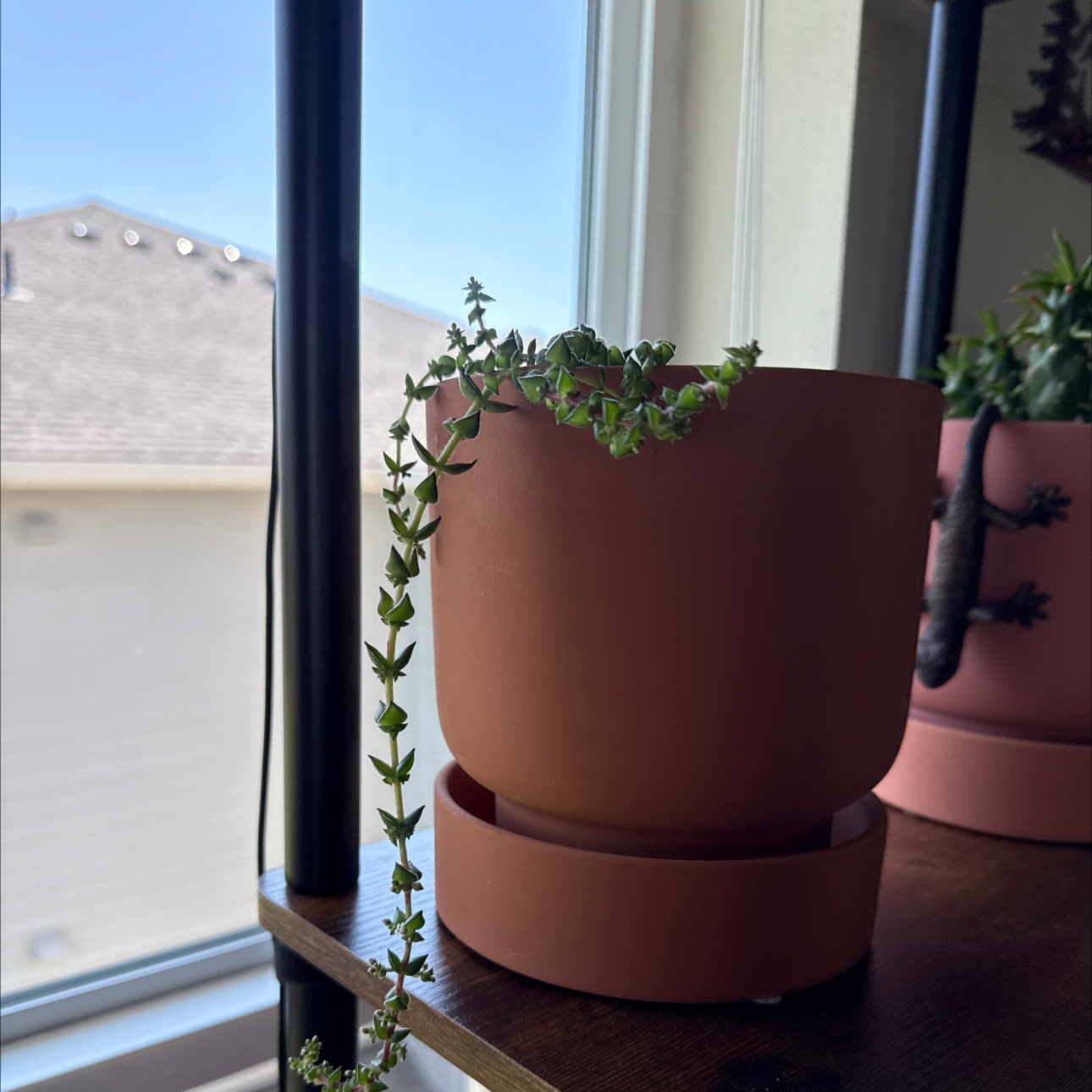 Photo of the plant species Crassula tabularis by @SubtleStinkhorn named Nemo on Greg, the plant care app