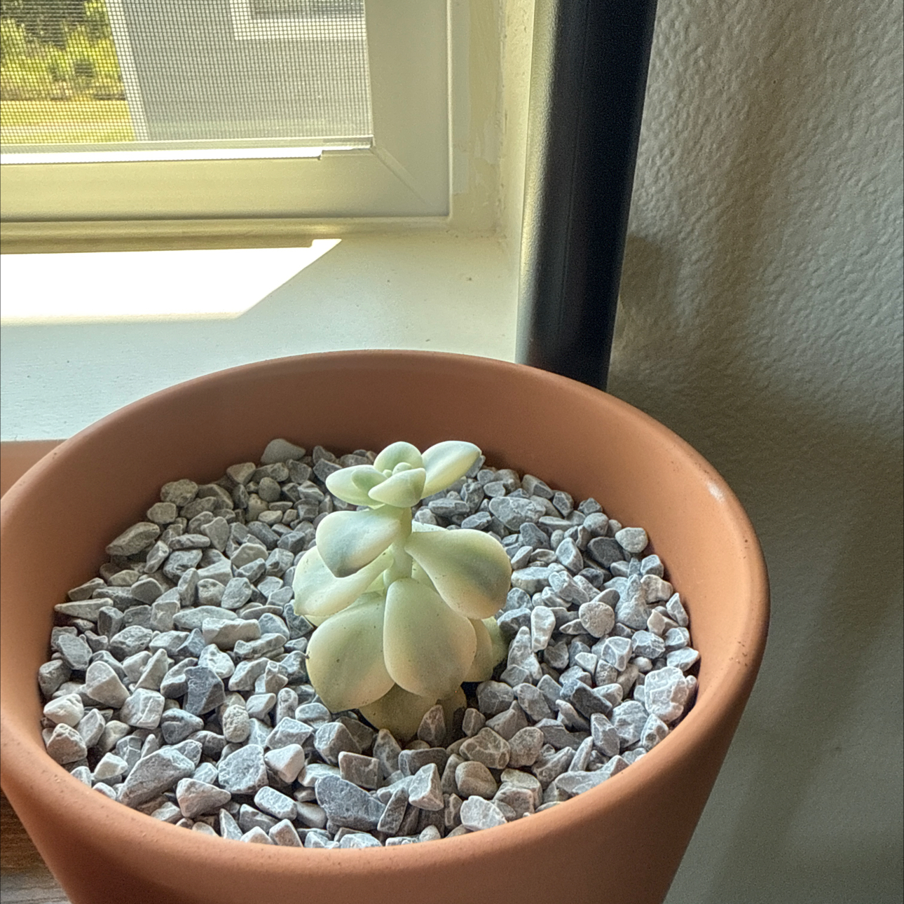 Photo of the plant species Graptoveria 'Harry Watson' by @SubtleStinkhorn named Harmony on Greg, the plant care app