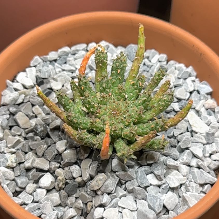 Photo of the plant species Madusa's Head by @SubtleStinkhorn named Medusa on Greg, the plant care app