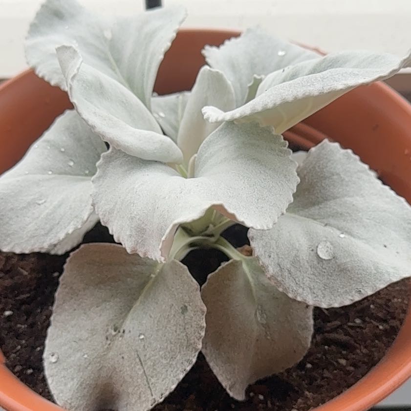 Photo of the plant species Angel Wings Senecio by @SubtleStinkhorn named Fuzzball on Greg, the plant care app