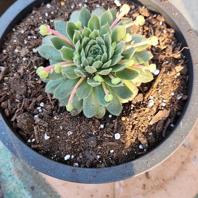 Photo of the plant species Sempervivum 'Pilatus' by @CalmCucamelon named Beyonce on Greg, the plant care app