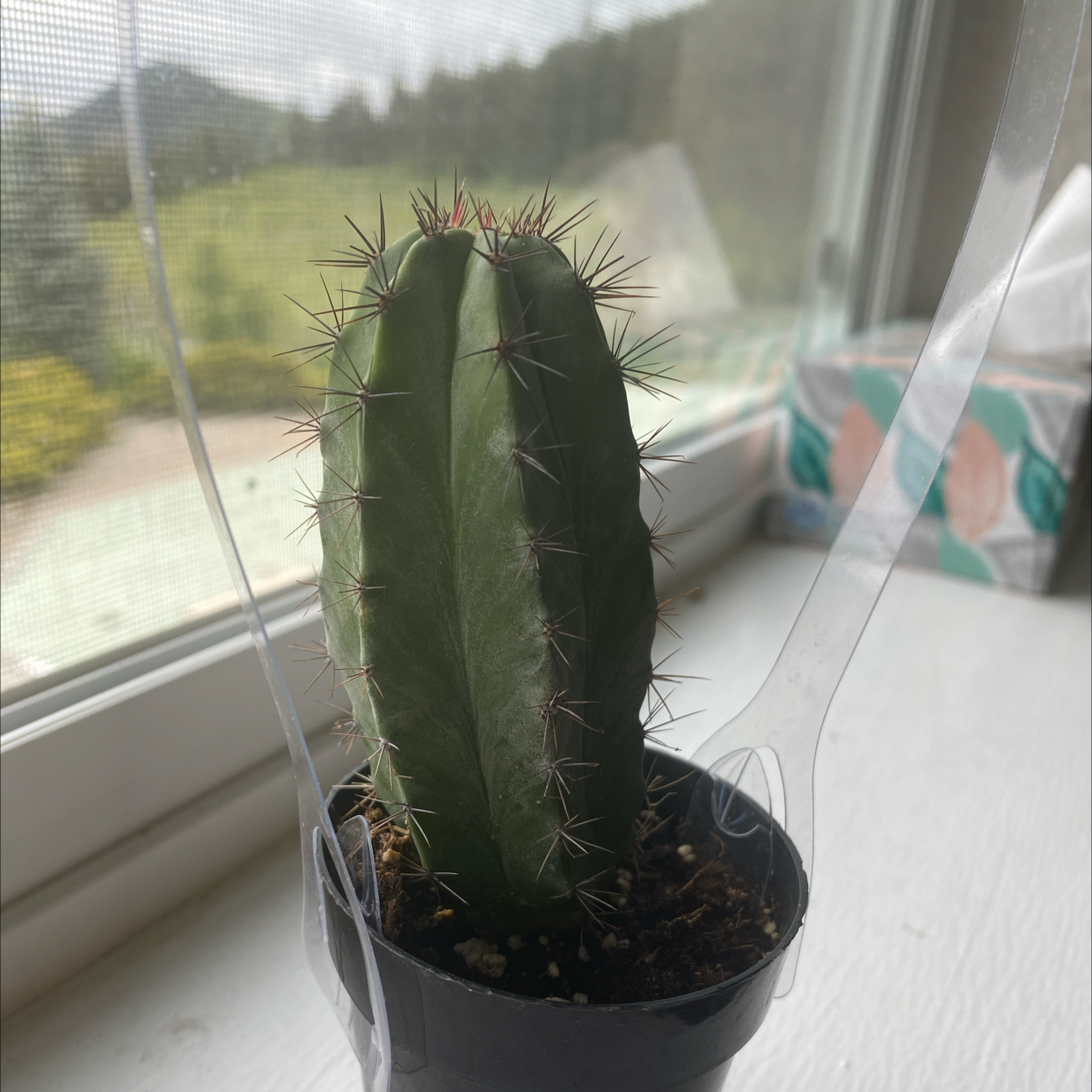 A healthy Polaskia chichipe cactus in a pot on a windowsill.