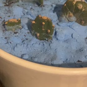 Photo of the plant species Angel wing's cactus by @FlexiblePepino named James Dean on Greg, the plant care app