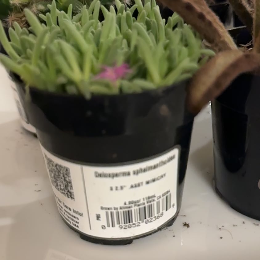 Photo of the plant species Assorted Delosperma by @FitChestnutoak named Fernie Mercury on Greg, the plant care app