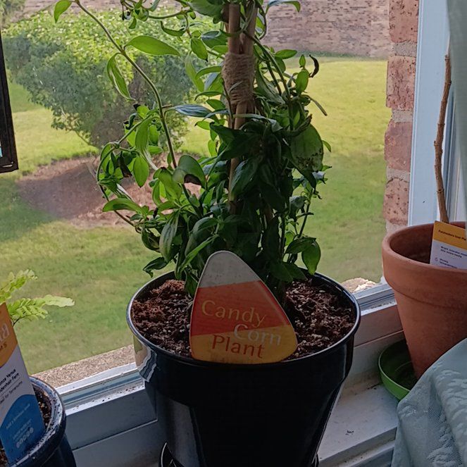 Photo of the plant species Candy Corn Plant by @fernkadellic named Anne on Greg, the plant care app