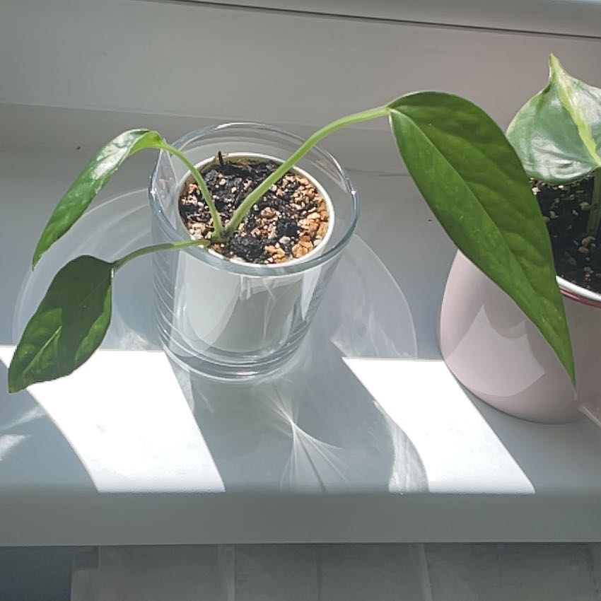 Young Variegated Epipremnum pinnatum plant in a glass container on a windowsill with sunlight.