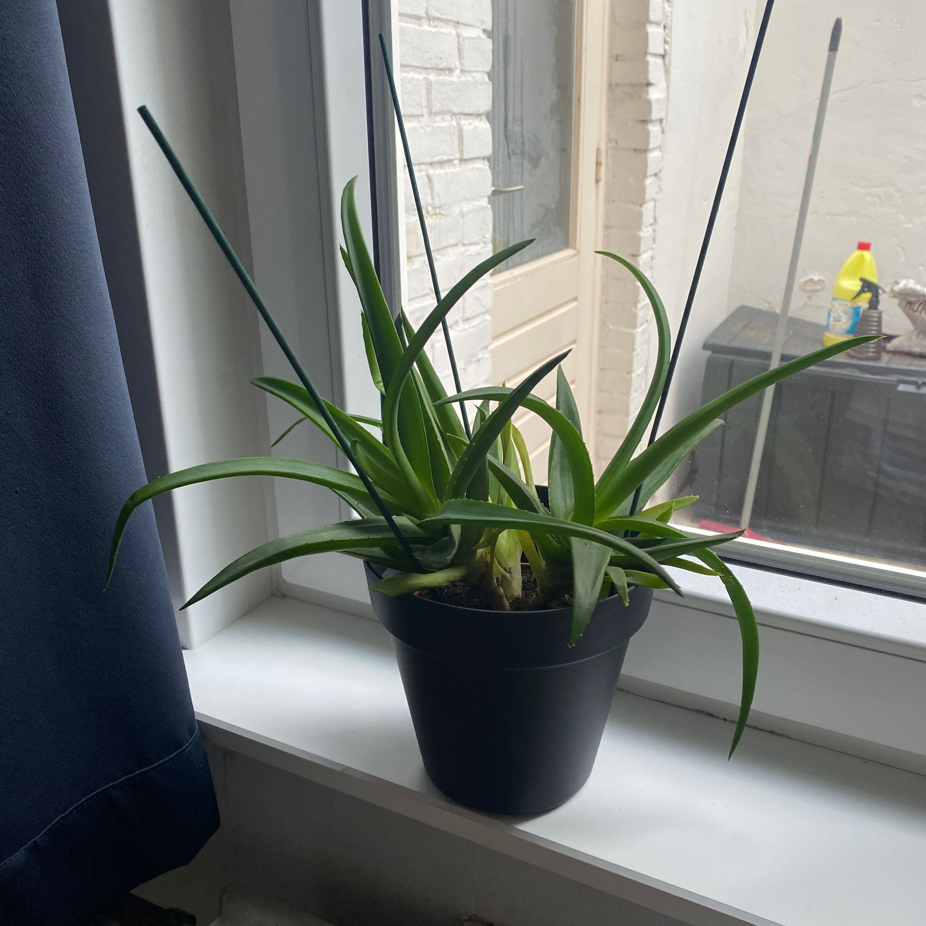 Potted Alworthia 'Black Gem' plant on a windowsill with long, slender green leaves.