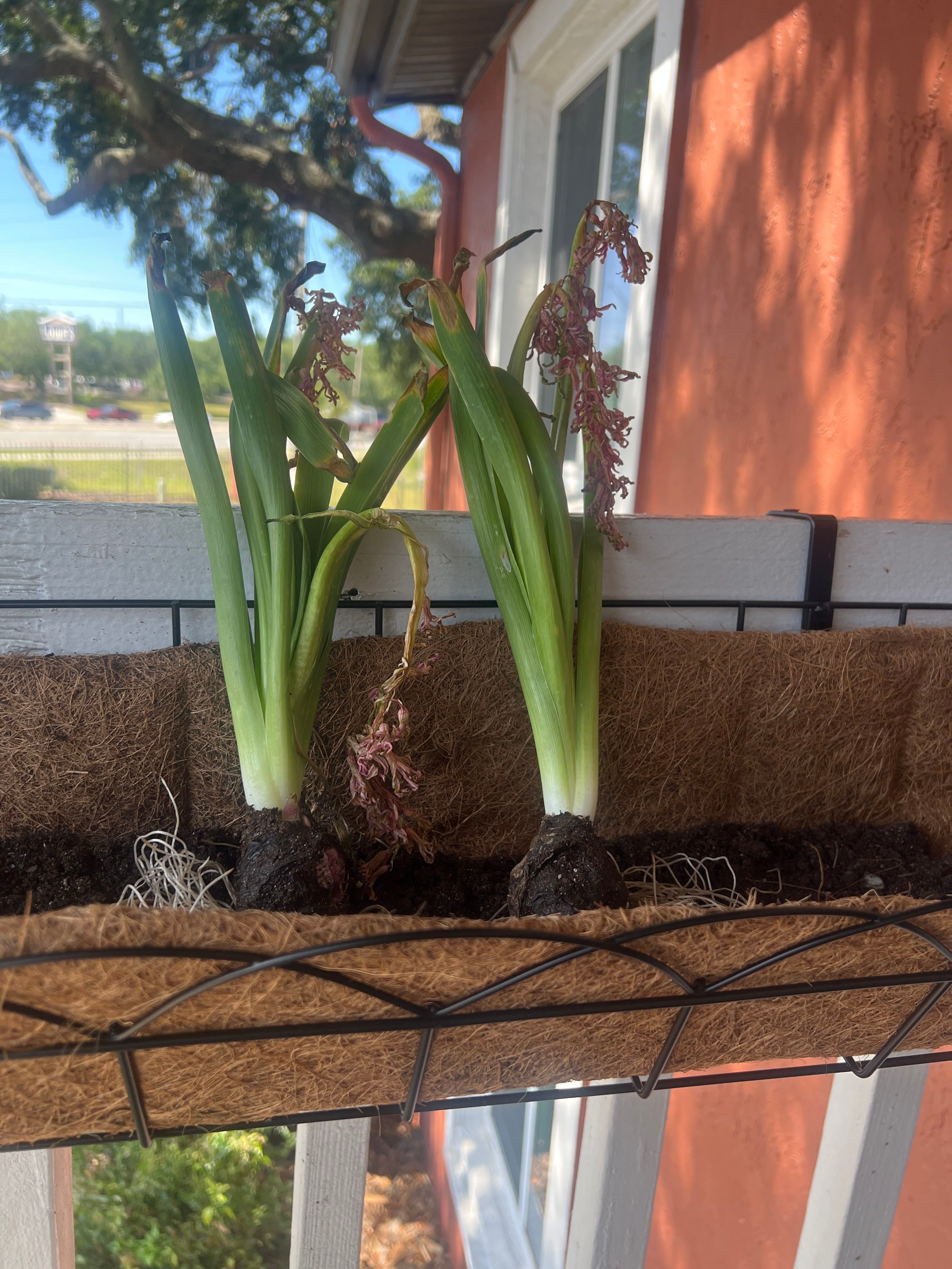 🔍 Identifying What is Eating Your Hyacinths