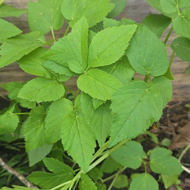 Photo of the plant species Bishop's Goutweed by @FancyOvalsedge named Diana on Greg, the plant care app