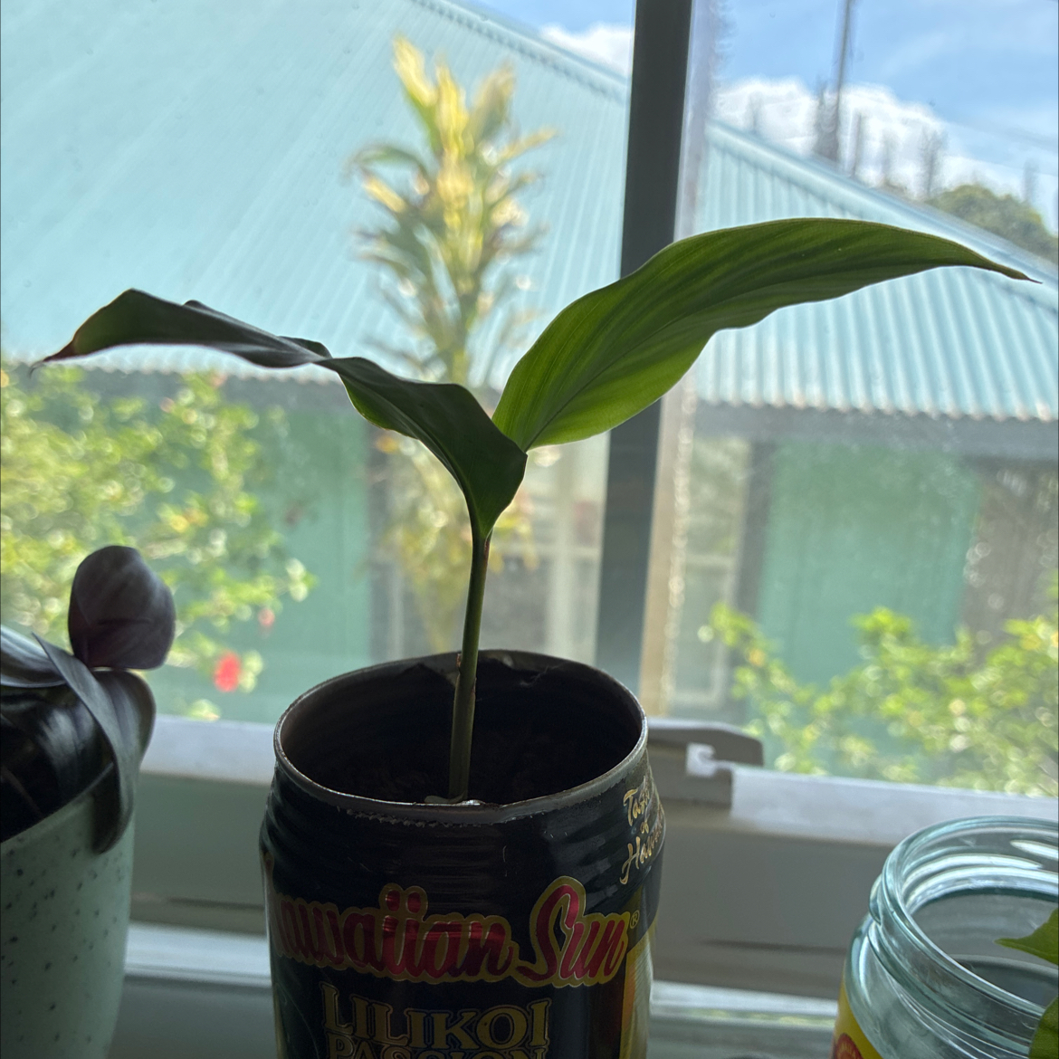 Photo of the plant species Butterfly Ginger by @MadsRose named Denali on Greg, the plant care app