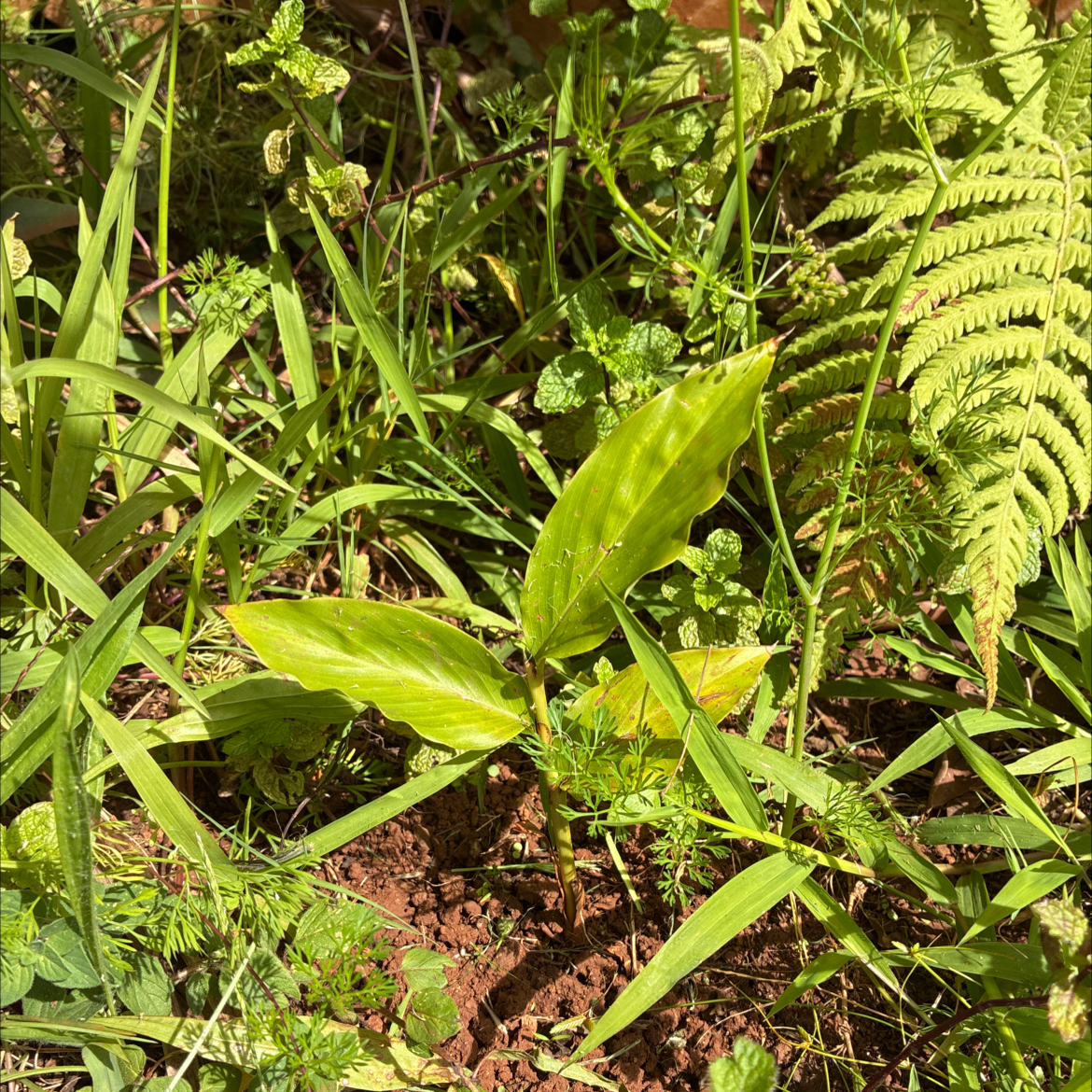 Photo of the plant species Butterfly Ginger by @MadsRose named Rango on Greg, the plant care app
