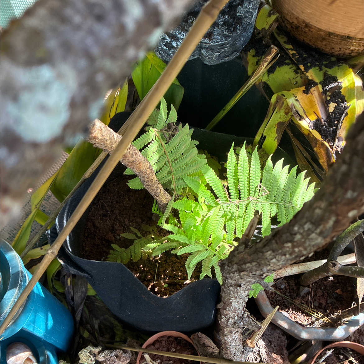 Photo of the plant species Worm Fern by @MadsRose named Forrest on Greg, the plant care app