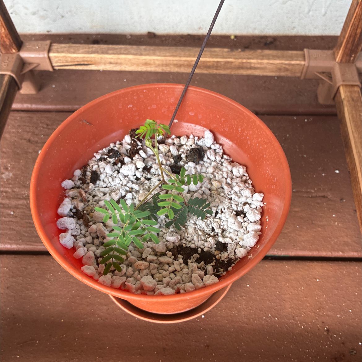 Photo of the plant species Koa by @MadsRose named Cleopatra on Greg, the plant care app