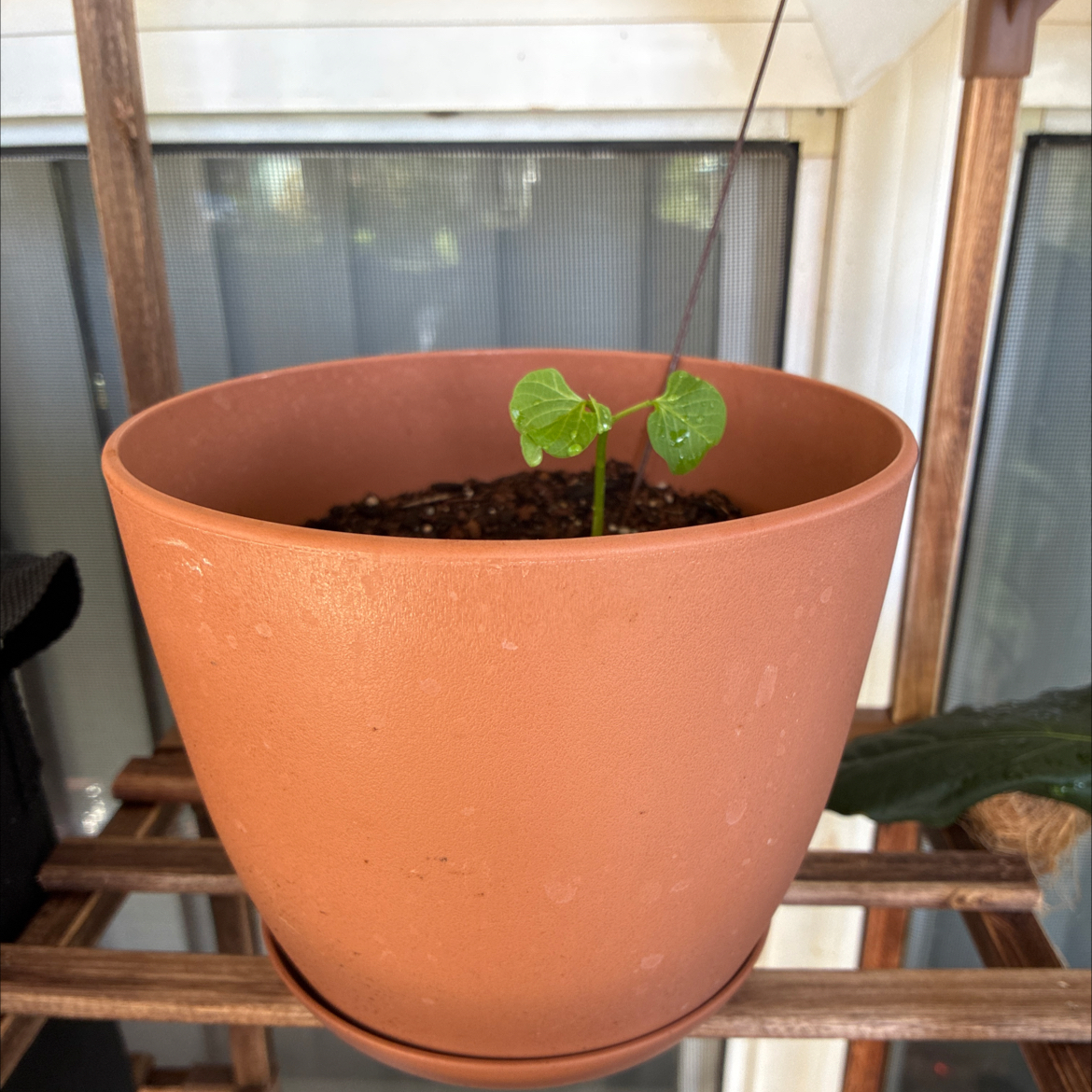 Photo of the plant species Wiliwili by @MadsRose named Shakira on Greg, the plant care app
