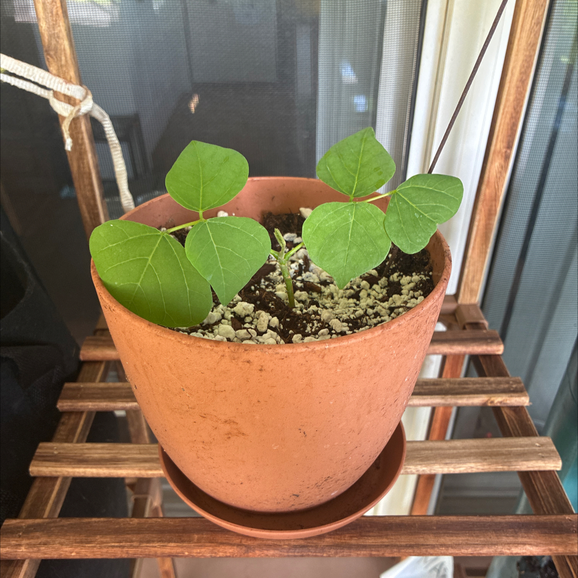 Photo of the plant species Wiliwili by @MadsRose named Shakira on Greg, the plant care app