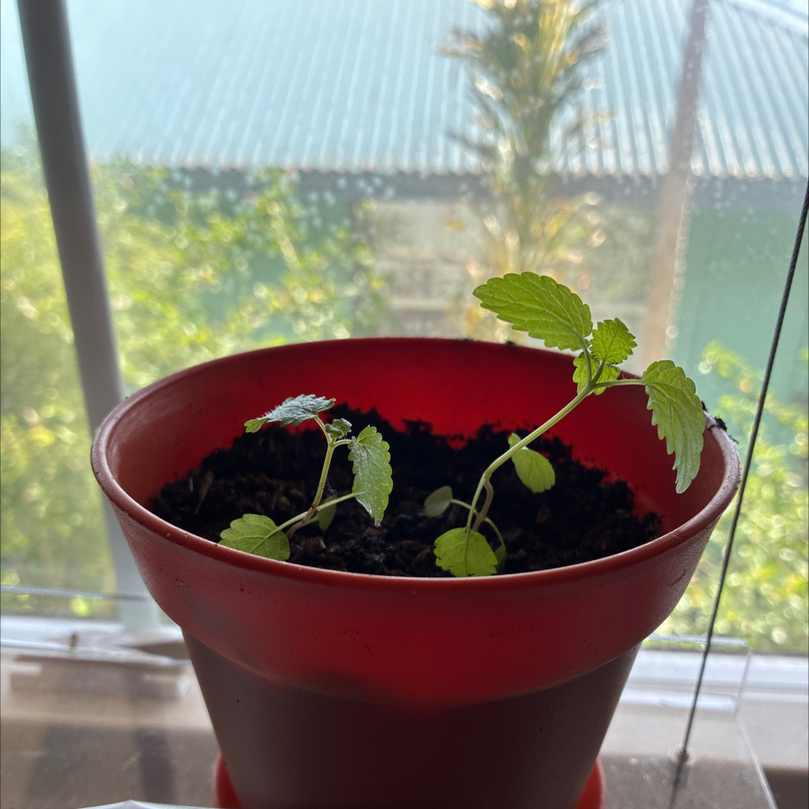 Photo of the plant species Lemon Basil by @MadsRose named Sanders on Greg, the plant care app