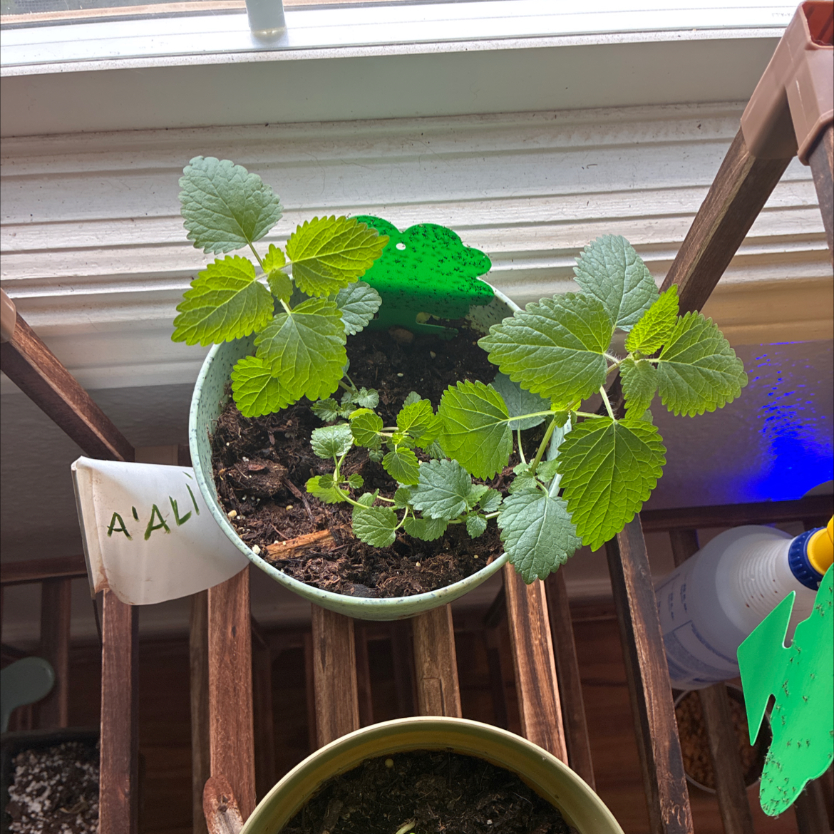Photo of the plant species Lemon Basil by @MadsRose named Sanders on Greg, the plant care app