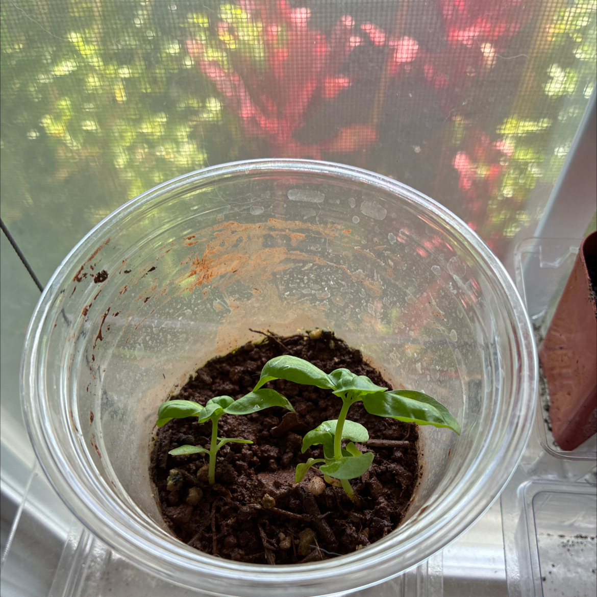 Photo of the plant species Genovese Basil by @MadsRose named Eva on Greg, the plant care app
