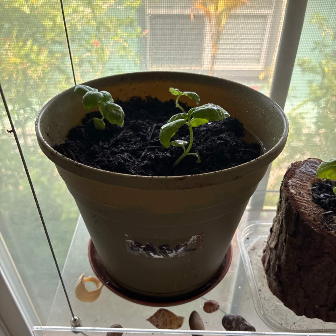 Photo of the plant species Genovese Basil by @MadsRose named Eva on Greg, the plant care app