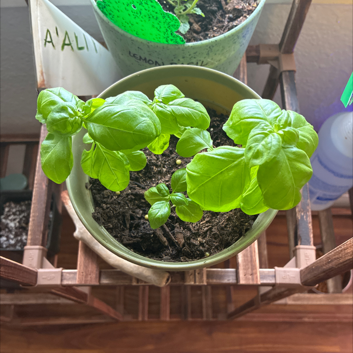 Photo of the plant species Genovese Basil by @MadsRose named Eva on Greg, the plant care app