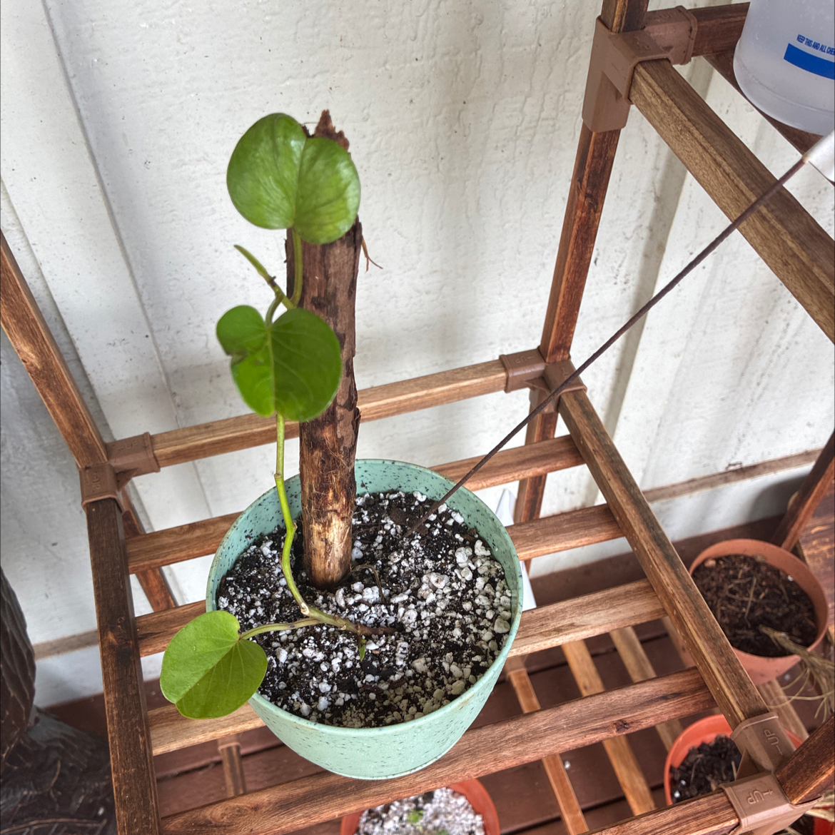 Photo of the plant species Beach Morning Glory by @MadsRose named Kendall on Greg, the plant care app