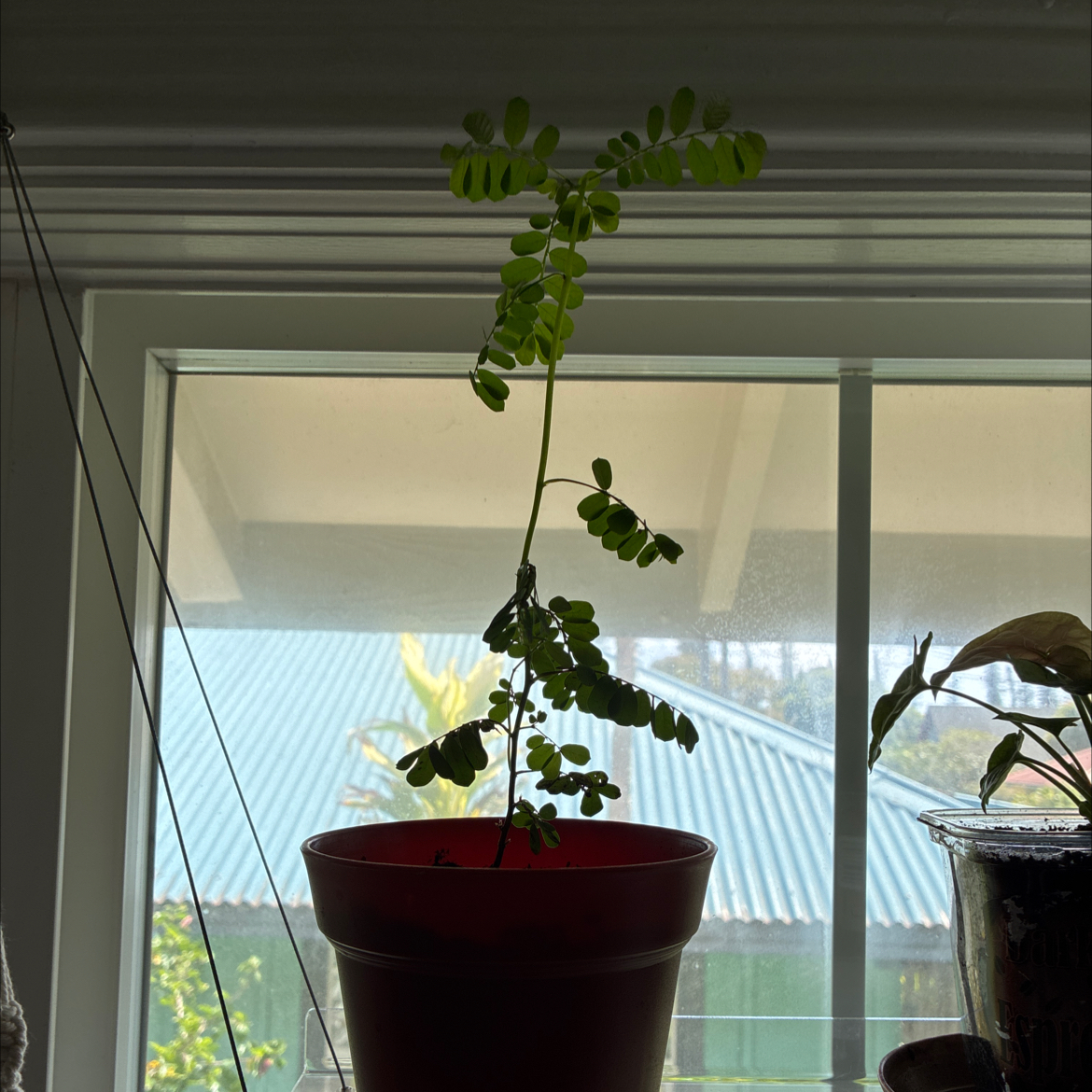 Photo of the plant species Chamber Bitter by @MadsRose named Keanu Leaves on Greg, the plant care app