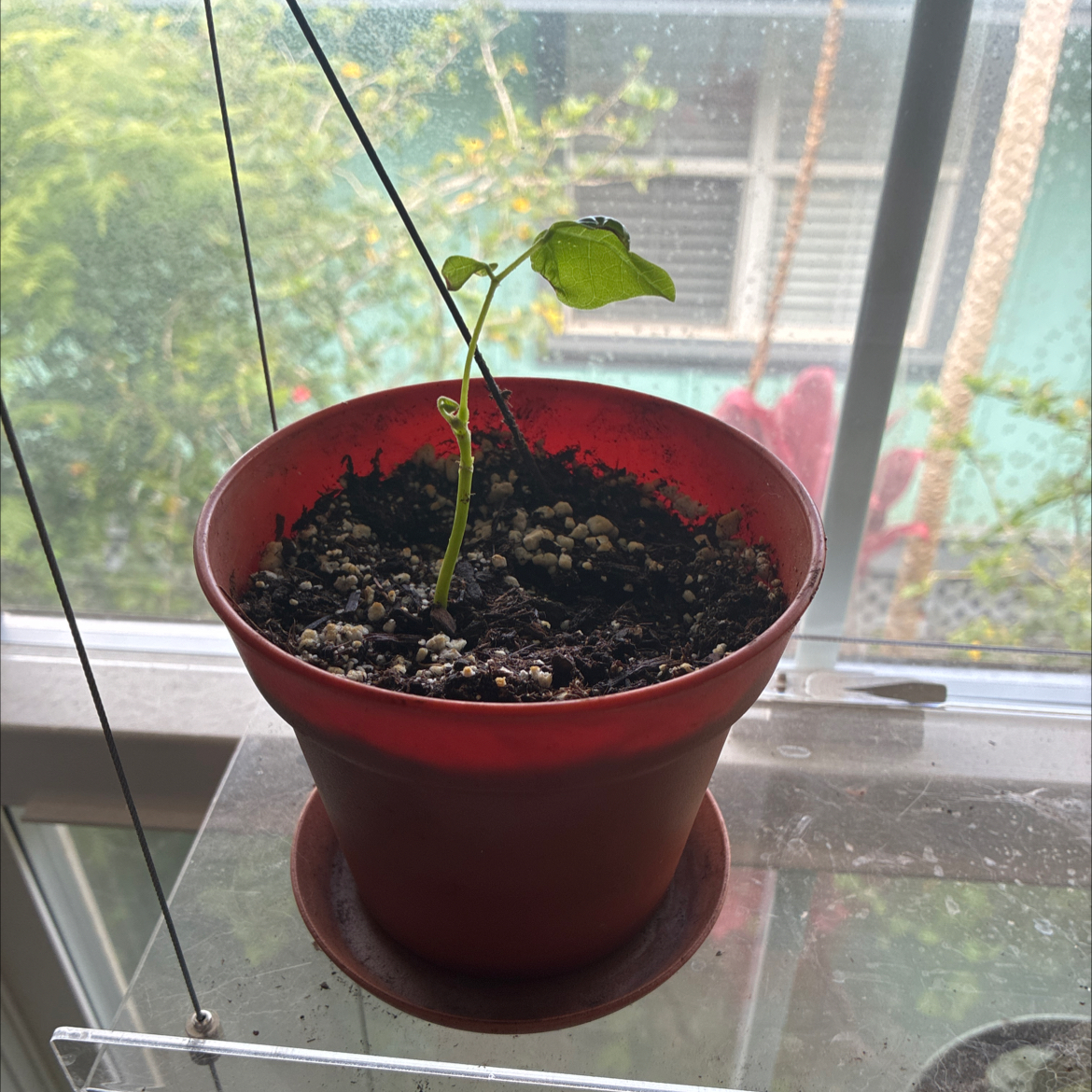 Photo of the plant species Wiliwili by @MadsRose named da Vinci on Greg, the plant care app