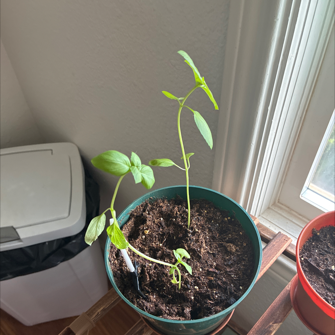 Photo of the plant species Cinnamon Basil by @MadsRose named Planty on Greg, the plant care app