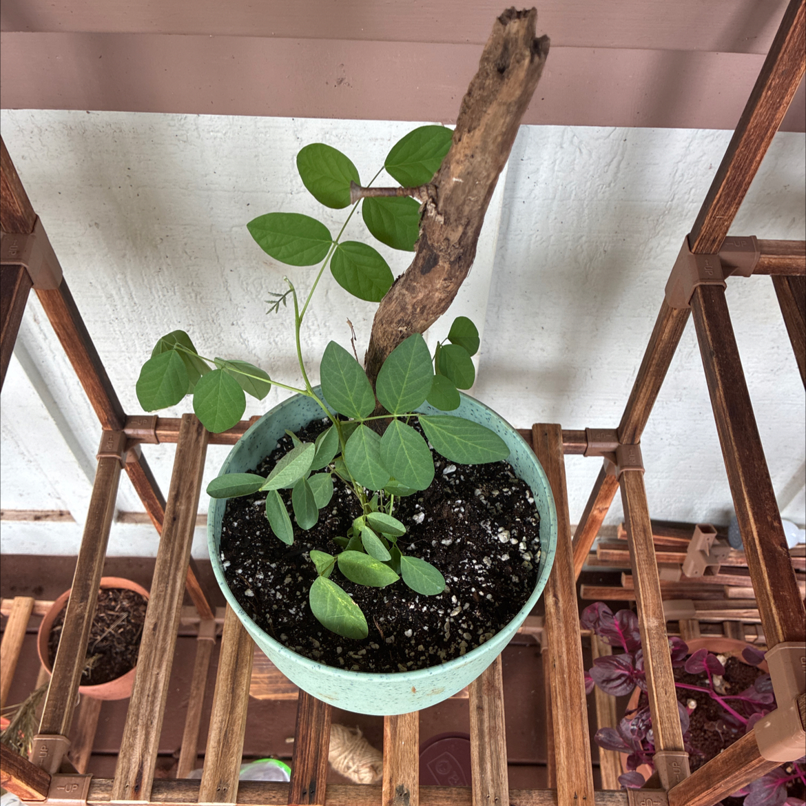 Photo of the plant species Blue Butterfly Pea by @MadsRose named LiloStitch on Greg, the plant care app