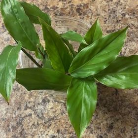 Photo of the plant species Butterfly Ginger by @MadsRose named Lebron on Greg, the plant care app