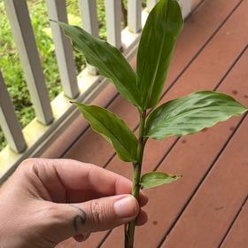 Photo of the plant species Butterfly Ginger by @MadsRose named Denali on Greg, the plant care app