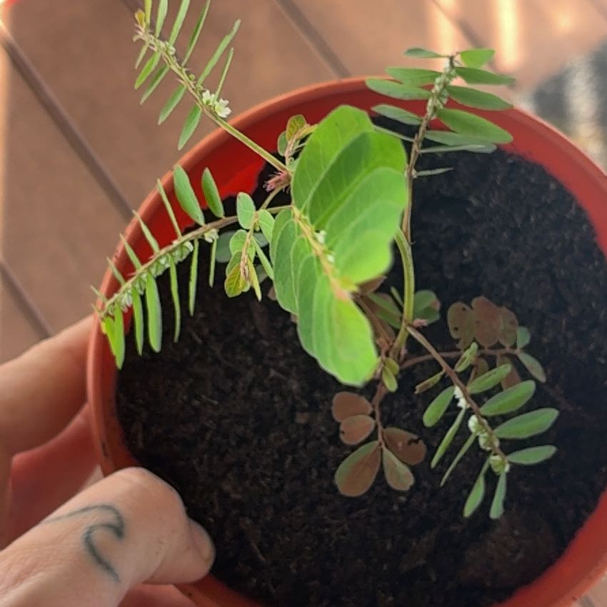 Photo of the plant species Chamber Bitter by @MadsRose named Keanu Leaves on Greg, the plant care app