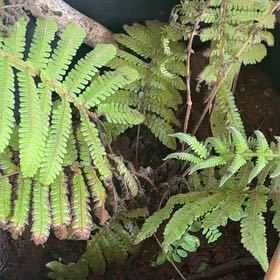 Photo of the plant species Male-Fern by @MadsRose named Forrest on Greg, the plant care app