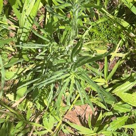 Photo of the plant species Butter and Eggs by @MadsRose named Captain Plant-it on Greg, the plant care app