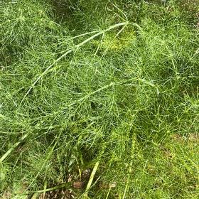 Photo of the plant species Common Fennel by @MadsRose named Muhammad Ali on Greg, the plant care app