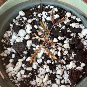 Photo of the plant species Koa by @MadsRose named Cleopatra on Greg, the plant care app